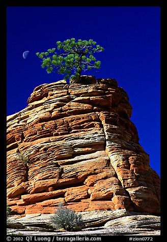 Lone pine on sandstone swirl, Zion Plateau. Zion National Park, Utah, USA.