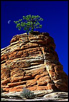 Lone pine on sandstone swirl, Zion Plateau. Zion National Park, Utah, USA.