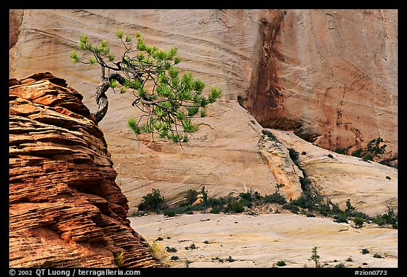 Lone pine on sandstone swirl and cliff, Zion Plateau. Zion National Park, Utah, USA.