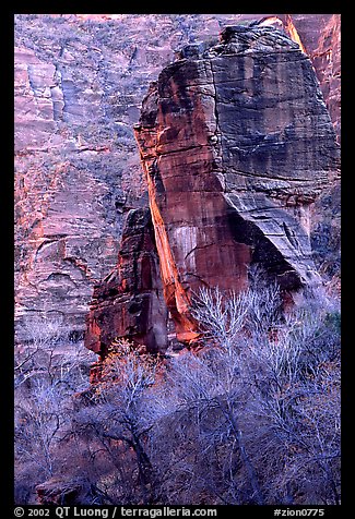 The Pulpit and bare trees, Zion Canyon. Zion National Park (color)