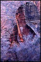 The Pulpit and bare trees, Zion Canyon. Zion National Park, Utah, USA.