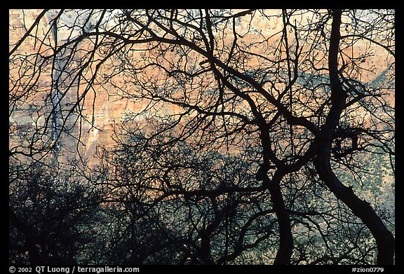 Canyon walls seen through bare trees, Zion Canyon. Zion National Park, Utah, USA.