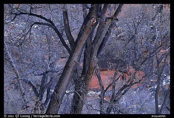 Cottonwood trees in winter, Zion Canyon. Zion National Park, Utah, USA.