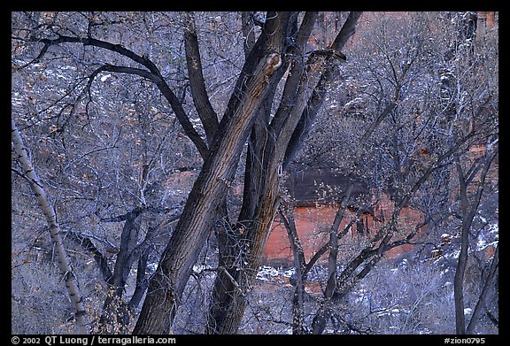 Cottonwood trees in winter, Zion Canyon. Zion National Park (color)