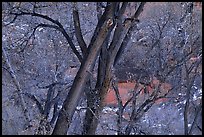 Cottonwood trees in winter, Zion Canyon. Zion National Park, Utah, USA.