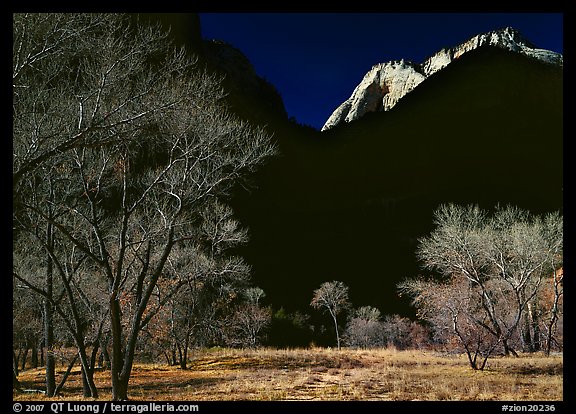 Bare cottonwoods and shadows near Zion Lodge. Zion National Park, Utah, USA.