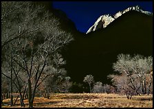 Bare cottonwoods and shadows near Zion Lodge. Zion National Park, Utah, USA. (color)