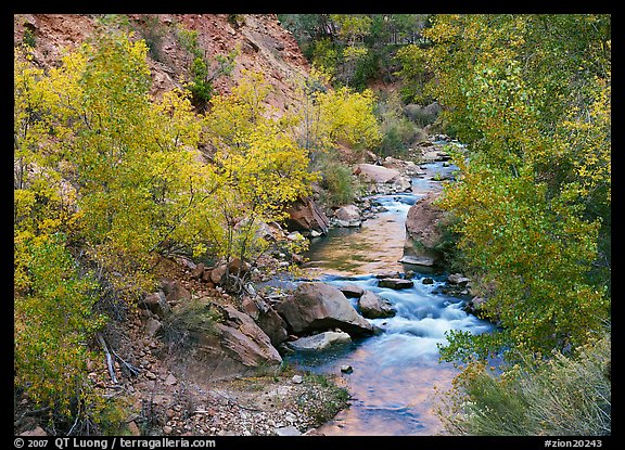 Virgin river, trees in fall foliage, and boulders. Zion National Park (color)