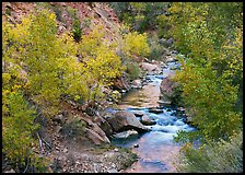 Virgin river, trees in fall foliage, and boulders. Zion National Park, Utah, USA. (color)