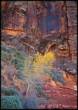 Yellow bright tree and red cliffs. Zion National Park, Utah, USA. (color)