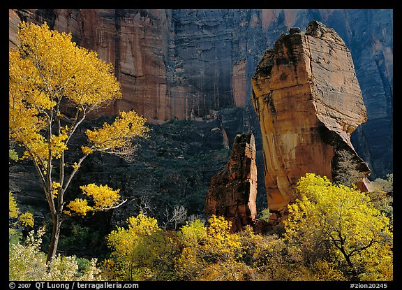 Tree in autumn foliage and the Pulpit, temple of Sinawava. Zion National Park, Utah, USA.