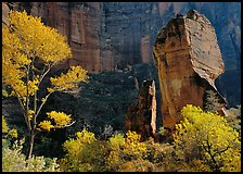 Tree in autumn foliage and the Pulpit, temple of Sinawava. Zion National Park, Utah, USA.