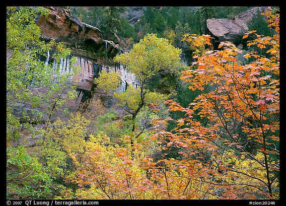 Cliff, waterfall, and trees in fall colors, near  first Emerald Pool. Zion National Park, Utah, USA.