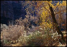 Backlit trees and shrubs in autumn. Zion National Park, Utah, USA.