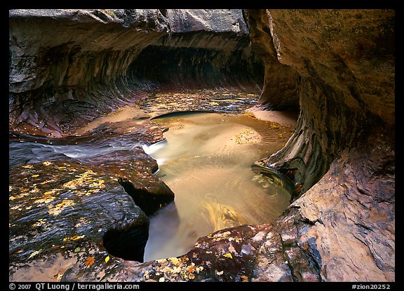 North Creek flowing over fallen leaves, the Subway. Zion National Park, Utah, USA.