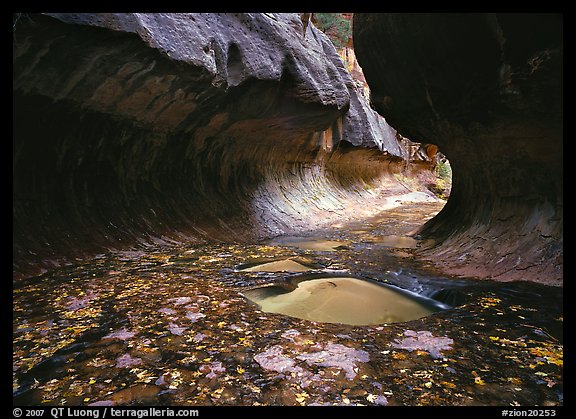 Narrow canyon carved in tunnel-like shape, the Subway. Zion National Park, Utah, USA.