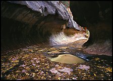 Narrow canyon carved in tunnel-like shape, the Subway. Zion National Park, Utah, USA. (color)