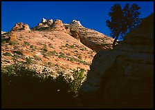 Pine and hoodoos near Canyon View, early morning. Zion National Park, Utah, USA. (color)