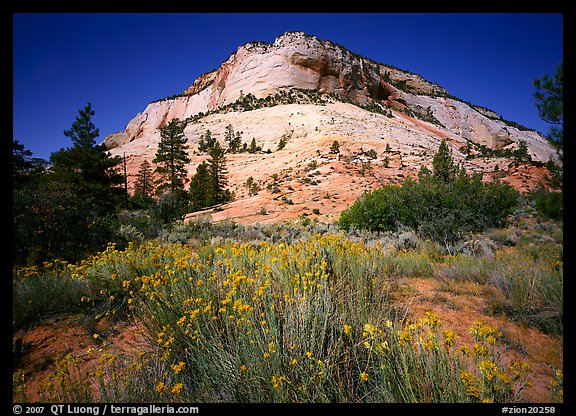 Sage flowers and colorful sandstone formations. Zion National Park (color)