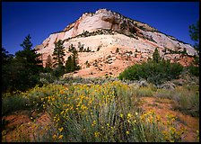 Sage flowers and colorful sandstone formations. Zion National Park, Utah, USA.