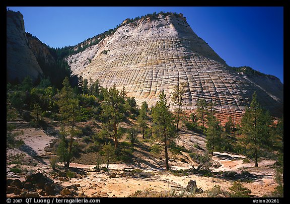 Pine trees and Checkerboard Mesa, morning. Zion National Park (color)