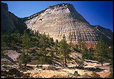 Pine trees and Checkerboard Mesa, morning. Zion National Park, Utah, USA. (color)