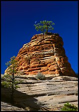 Moon and pine on red sandstone, Zion Plateau. Zion National Park, Utah, USA. (color)