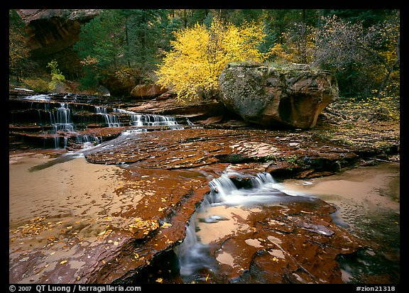 Terraced cascades and tree in fall foliage, Left Fork of the North Creek. Zion National Park, Utah, USA.