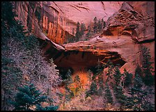 Double Arch Alcove, Middle Fork of Taylor Creek. Zion National Park ( color)