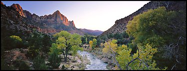Virgin River, trees, and Watchman at sunset. Zion National Park (Panoramic color)