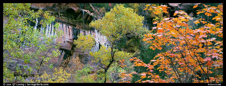 Fall colors and sandstone cliffs. Zion National Park (color)