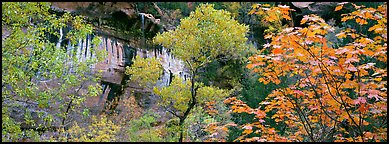 Fall colors and sandstone cliffs. Zion National Park (Panoramic color)