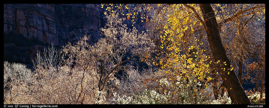 Autumn colors and cliffs. Zion National Park (color)