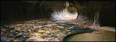 Tunnel-like opening and autumn leaves. Zion National Park (Panoramic color)