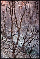 Bare tree tangle with a few leaves, Zion Canyon. Zion National Park, Utah, USA.