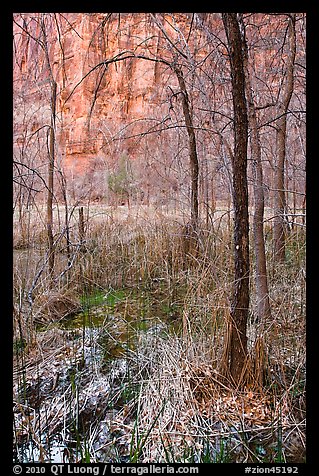 Bare trees, bog, and cliffs. Zion National Park, Utah, USA.