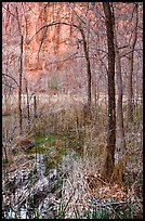 Bare trees, bog, and cliffs. Zion National Park, Utah, USA.