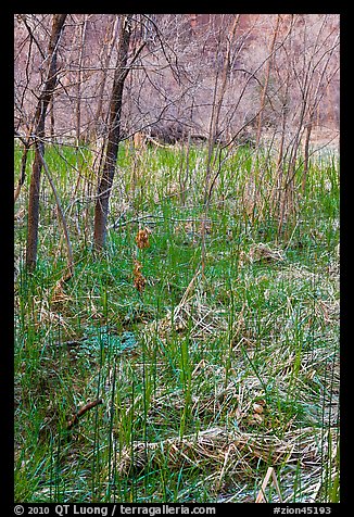 Rare desert swampy area. Zion National Park (color)