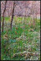 Rare desert swampy area. Zion National Park, Utah, USA. (color)