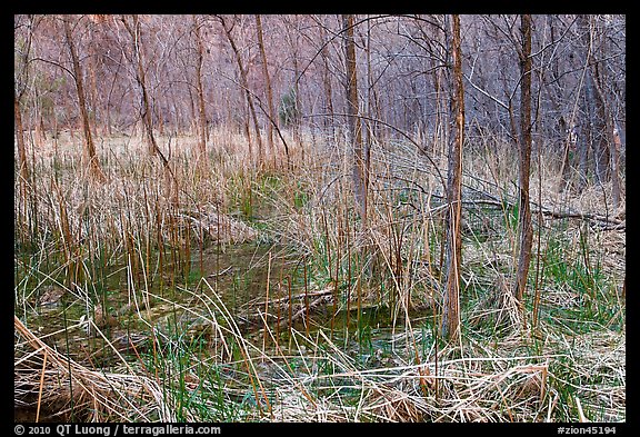 Rare desert boggy area. Zion National Park (color)