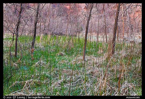 Desert swamp. Zion National Park (color)