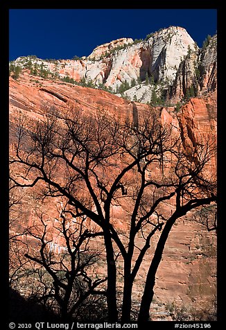 Bare trees and multicolored cliffs. Zion National Park, Utah, USA.