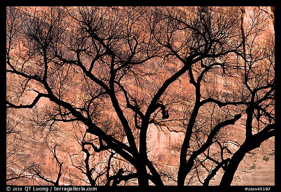 Dendritic pattern of tree branches against red cliffs. Zion National Park (color)