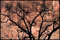 Dendritic pattern of tree branches against red cliffs. Zion National Park, Utah, USA.