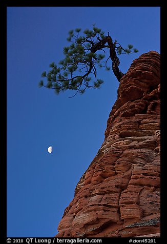Pine tree and half-moon at dawn. Zion National Park (color)