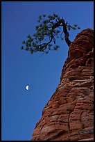 Pine tree and half-moon at dawn. Zion National Park, Utah, USA.