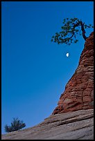 Bush, half-moon, and pine tree, twilight. Zion National Park, Utah, USA. (color)