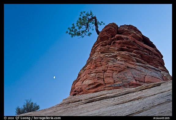 Tree growing out of sandstone tower with moon. Zion National Park, Utah, USA.