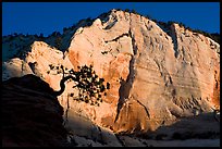 Tree in silhouette and cliff at sunrise, Zion Plateau. Zion National Park, Utah, USA. (color)