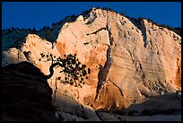 Tree in silhouette and cliff at sunrise, Zion Plateau. Zion National Park, Utah, USA.